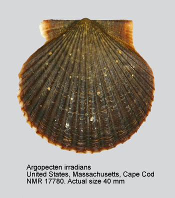 Argopecten irradians.jpg - Argopecten irradians(Lamarck,1819)